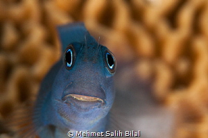 Sweet blenny. D300s+105+1.4x TC+Subsee 5+ by Mehmet Salih Bilal 